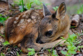 Stop all’abbattimento dei Cervi! Elaboriamo alternative!!!