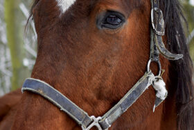 Il grande freddo, quali rischi per il nostro cavallo?