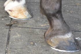 La cura dello zoccolo. Quali sono le necessità dei nostri animali?