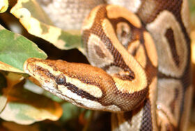 Lago Maggiore, trova un Pitone Reale nel WC dell’azienda