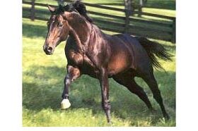 Nozioni di ippologia: i tipi morfologici di cavalli