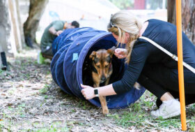 Quattrozampeinfiera Snoopy, vi aspetta a Napoli