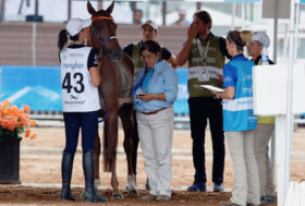 Corsi FEI per Veterinari di Endurance