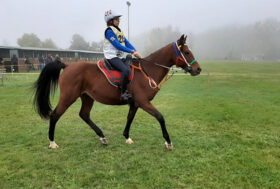 Pony Endurance: il titolo italiano va in Sardegna grazie a Claudia Delinna su Rebelde