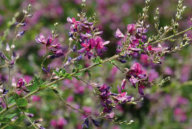 Il potere della natura: Lespedeza, una pianta in difesa dei reni.