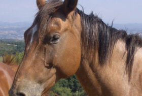 La passione non conosce crisi