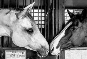 LITTER RELAXING: l’innovazione nel settore delle lettiere