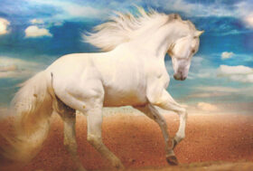 ALESSIA GIOVANNINI, UN VIAGGIO INTERIORE CON I CAVALLI ALLA SCOPERTA DELLA BELLEZZA