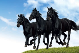 Podologia Equina: Come si applica il grasso in modo corretto?