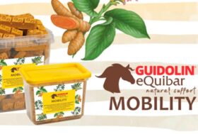 ARTROSI DEL CAVALLO? IN GUIDOLIN TALKS LA RISPOSTA DELL’ESPERTO