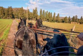 Viaggio di un cantuccino …verso l’amore impossibile del pinolo della Tenuta di San Rossore