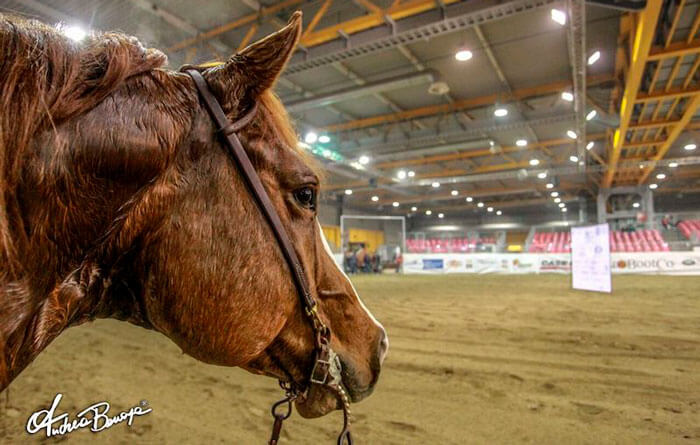Debutta il Saggio Nazionale delle Scuole Sport Equestri Equitazione Americana Reining