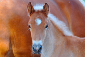 Programma genetico del Cavallo di Razza Haflinger: le novità in sintesi