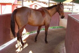 La giostra per i cavalli è sempre più diffusa nelle scuderie ed è considerata un vero e proprio plus tra i servizi offerti dai centri ippici.