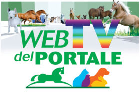Rivedi subito la seconda puntata della WebTV del Portale, oltre 3 ore di formazione e talk