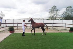 Sport equestri e allevamento: 190 puledri alla tappa di Siete Fuentes-San Leonardo