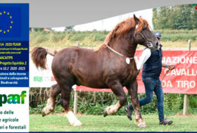 Raduno candidati stalloni e giornata del CAITPR, 25 settembre Ferrara