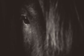 Operazione ‘Cesare’: Horse Angels C’è