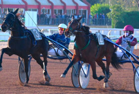 Capannelle, finale gran premio ANACT: Danish Melody vince tra le femmine; Denzel Treb tra i maschi