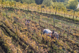 Il Cavallo Vignaiolo, in armonia con la terra