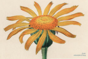 Arnica Montana: forma, curiosità, leggende e magia