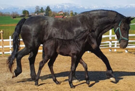 Siamo in attesa di un lieto evento? Organizza la tua scuderia con pavimenti confortevoli ECOPLUS