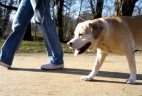 UE, al via consultazione su strategia per la salute (uomini e animali)