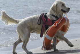 Sicilia, cani bagnino salvano due ragazzi ai Giardini di Naxos