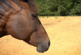 25 cavalli e asini a rischio svendita e macellazione in Sicilia