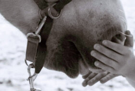 Milano: Ospedale Niguarda, 18 – 21 Aprile 2023. Corso base per Coadiutore del cavallo (IAA)