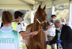 A Boudheib (UAE) i FEI Endurance World Championship 2022