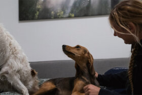 Dai Comuni di Milano e Roma arrivano i voucher per le sterilizzazioni gratuite