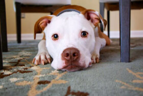 LAV: Botti di Capodanno, scopri i nostri consigli per proteggere gli animali