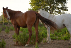 Il Tribunale di Livorno affida definitivamente a LAV la cavalla Altaluna