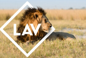 Herno con Lav dice addio alle pellicce animali a partire dalle collezioni 2023-2024