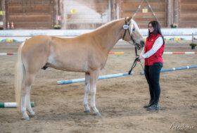 HAFLINGER: Raduno Nazionale STALLONI