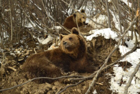 Dopo il riposo invernale gli orsi riprendono l’attività