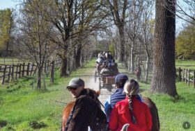 Attacchi: passeggiata in carrozza lungo la Tenuta Reale “La Mandria”a Torino