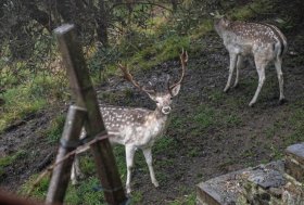 Bergamo: daini e cervi salvati dai fucili dei cacciatoriLegge contro i maltrattamenti animali, inizia l’esame del Senato