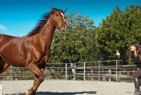 Alessandra Deerinck: Dare ai cavalli da corsa una nuova vita