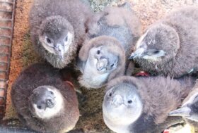 Quando il caos aiuta a comunicare: le dinamiche non lineari delle vocalizzazioni dei Pulcini di Pinguino Africano