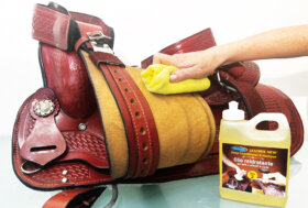 Primavera: i nostri Consigli di Stagione 🐴 🐕🐈 E tante Novità