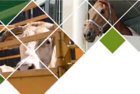 Corso: Conducente e guardiano per il trasporto di animali vivi