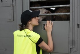 Consiglio Agrifish sul trasporto di animali vivi a lunga distanza: il Ministro Lollobrigida ostacola la revisione normativa UE, benessere animale completamente ignorato dai paesi membri