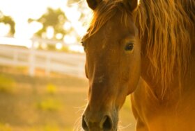 BARI: Alle porte la Sagra di carne di cavallo a Corato. LNDC Animal Protection scrive a sindaco e Regione:
