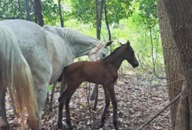 Finalmente dopo 53 anni la prima puledra a Persano