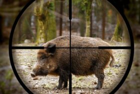 GAIA: “cacciatori sparano vicino alle persone”