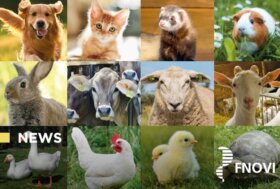 Il nuovo Codice penale per la tutela degli animali e il ruolo del medico veterinario