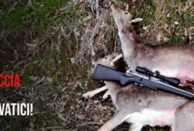 LAV e altre associazioni: caccia in deroga! provincia di Trento autorizza massacri di piccoli uccelli protetti durante la campagna elettorale