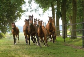 Come creare una recinzione elettrica sicura per i tuoi cavalli